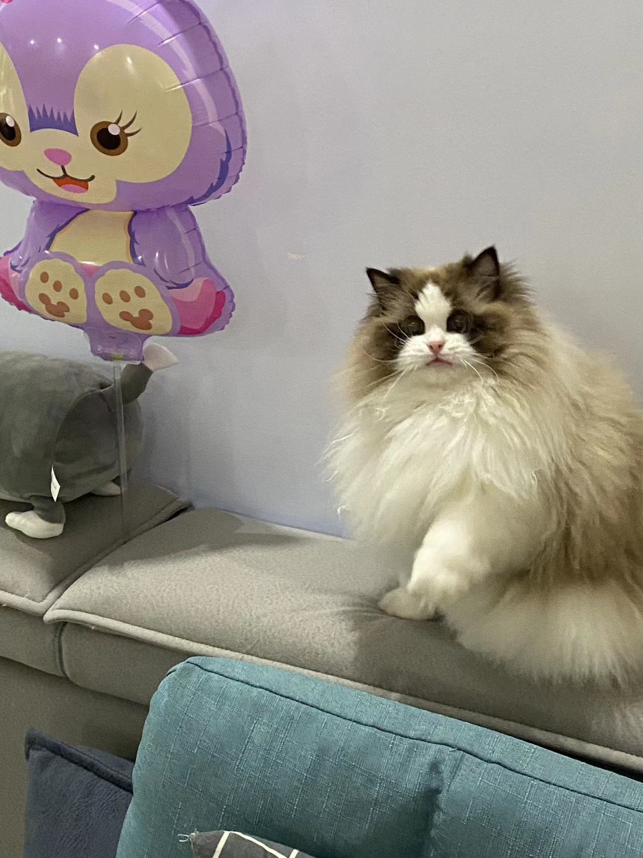 家长总会和我说家里的猫今天又干了哪些坏事，说完又会补一句可是他那么可爱怎么办呢，