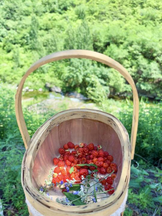 6.22京郊野生树莓🧺个大味美免费采摘❗️