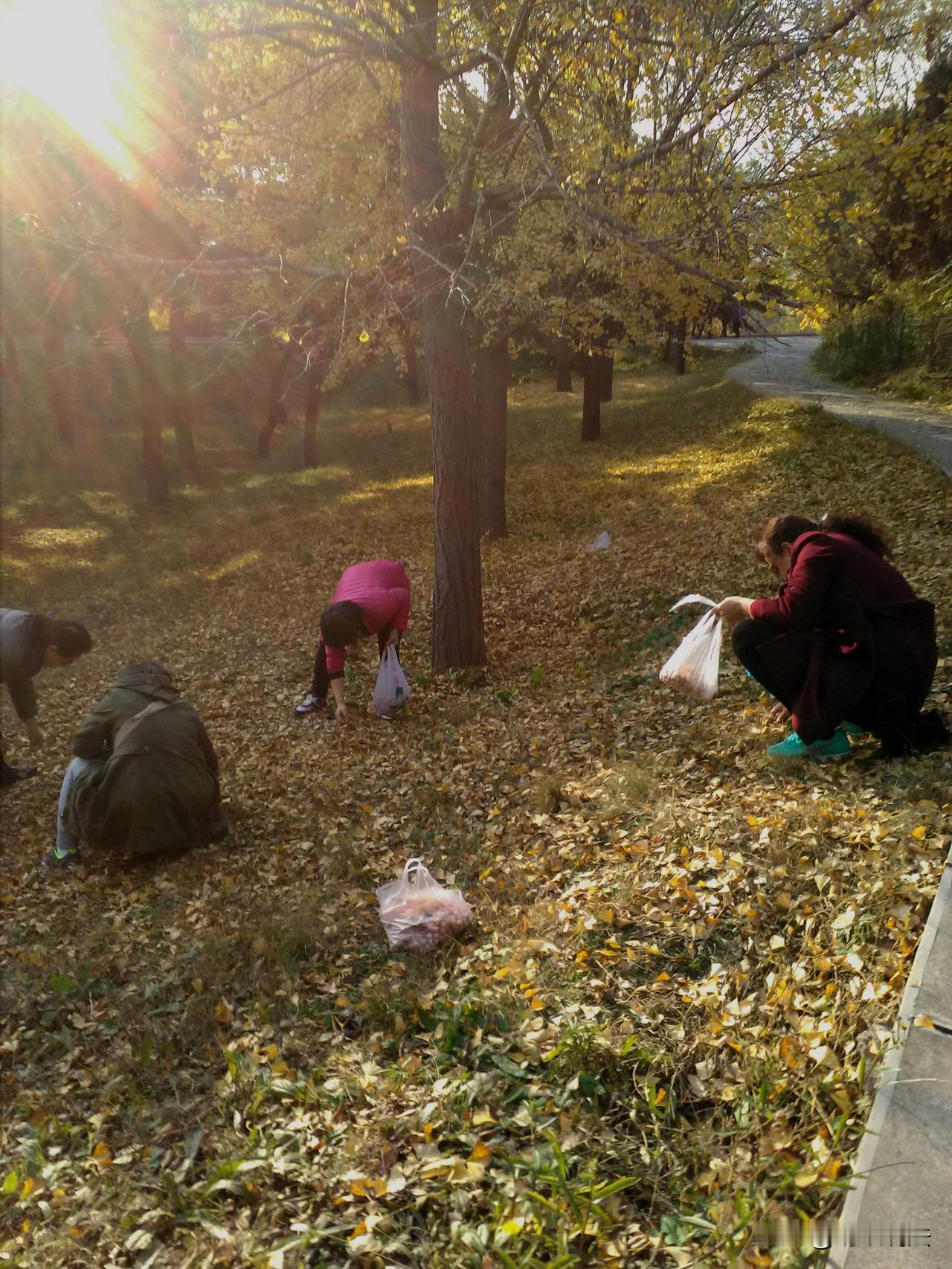 河南驻马店，男学生上体育课，练习跑步时，不慎撞上，到中学操场捡银杏果的大妈，造成