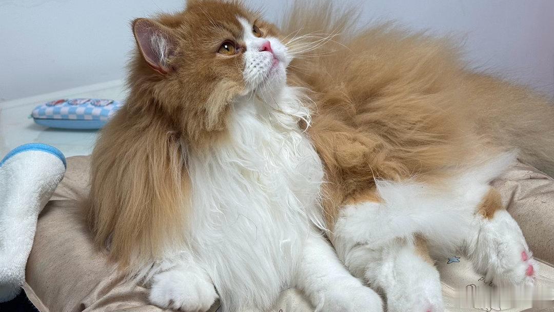 每日萌宠打卡萌猫猫长大了，长成一只大猫猫了 武汉·美联·城仕