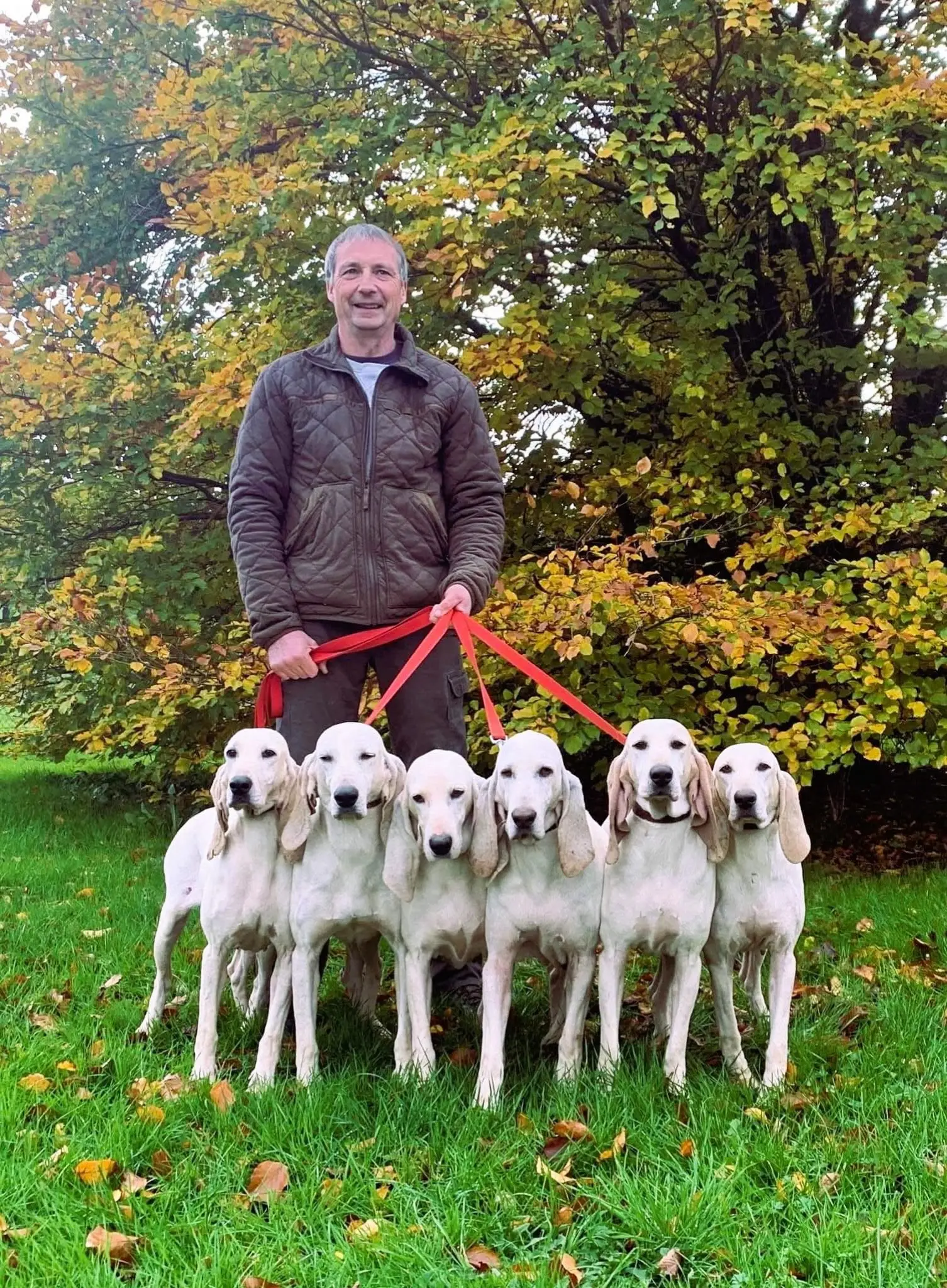 法国🇫🇷瓷器猎犬