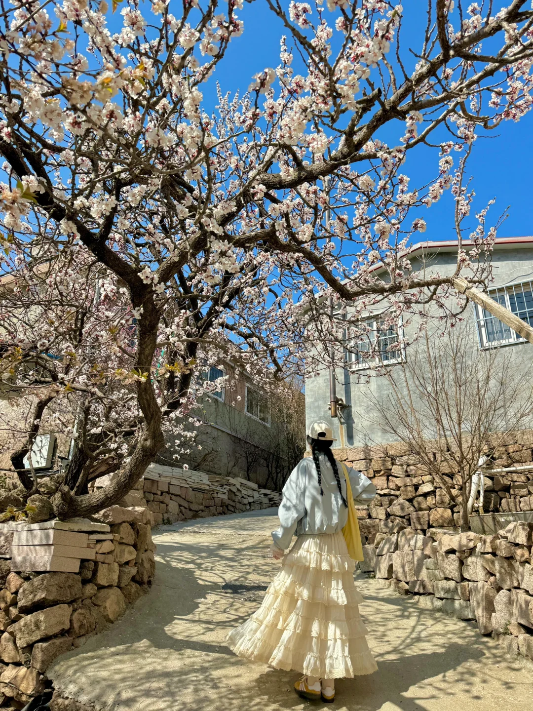 3.29青岛崂山樱桃花实况‼️附超全🆓赏花攻略