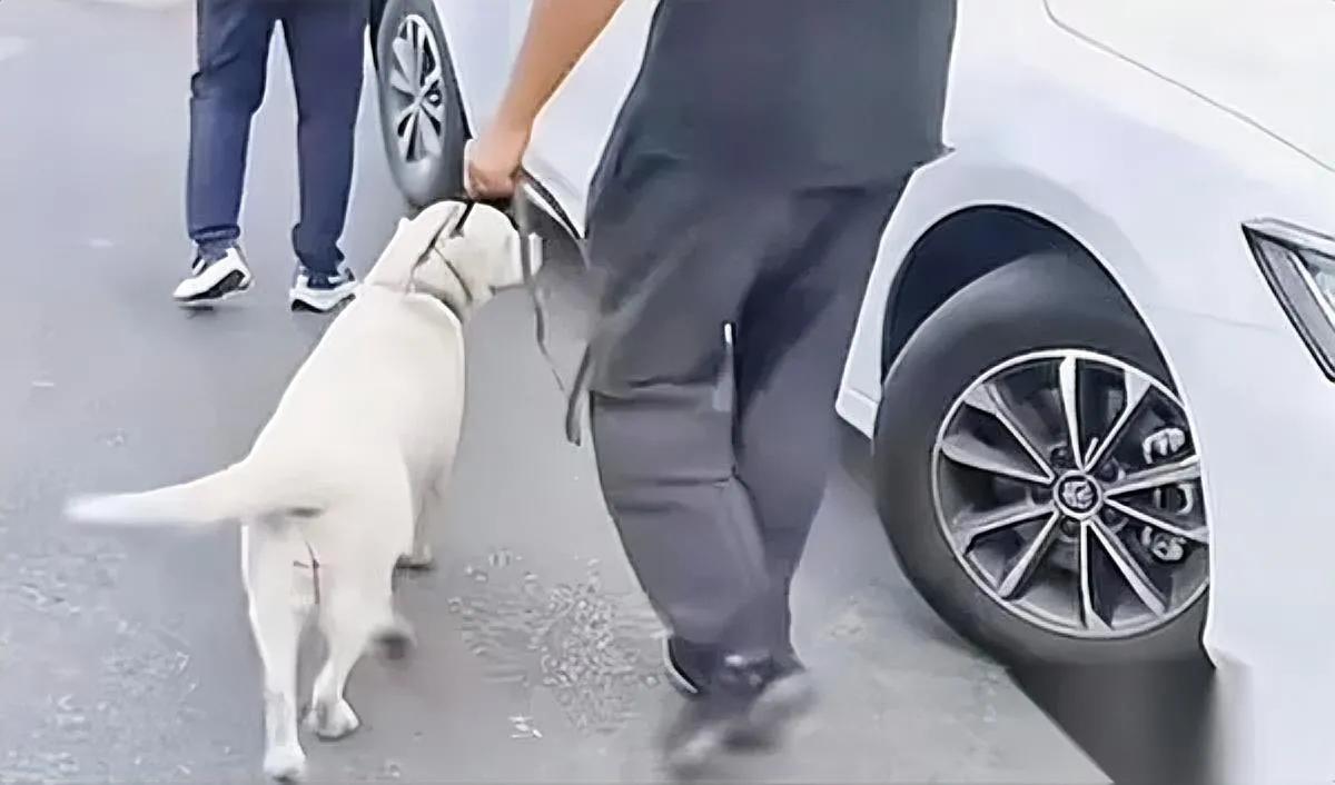 芬迪回大连啦！头也不回…

王女士的“爱”让人心酸

导盲犬芬迪回大连基地，主人