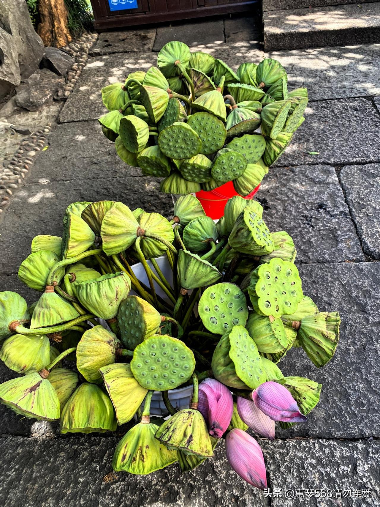 莲花典雅高贵，出污泥而不染，看到莲花让人心生欢喜。