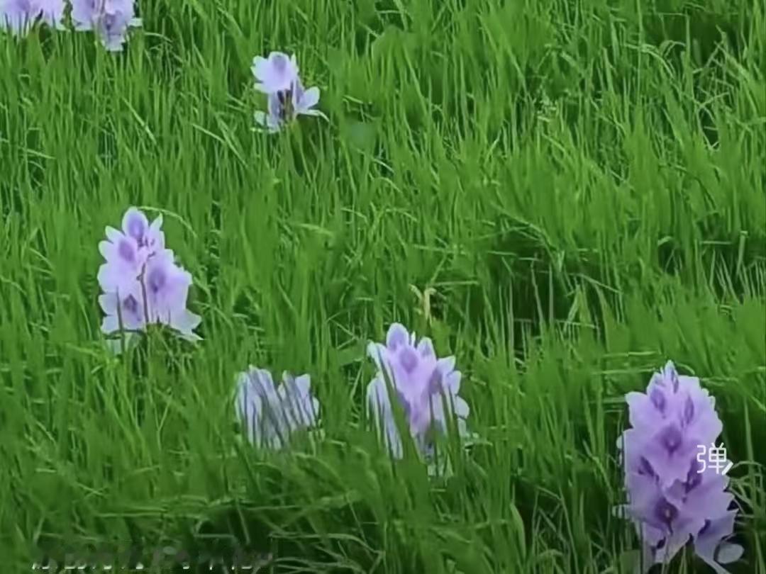 野草花
不贪春色不悲秋，
只与清风二两酬。
野深时见闲云过，
当是故人频点头。