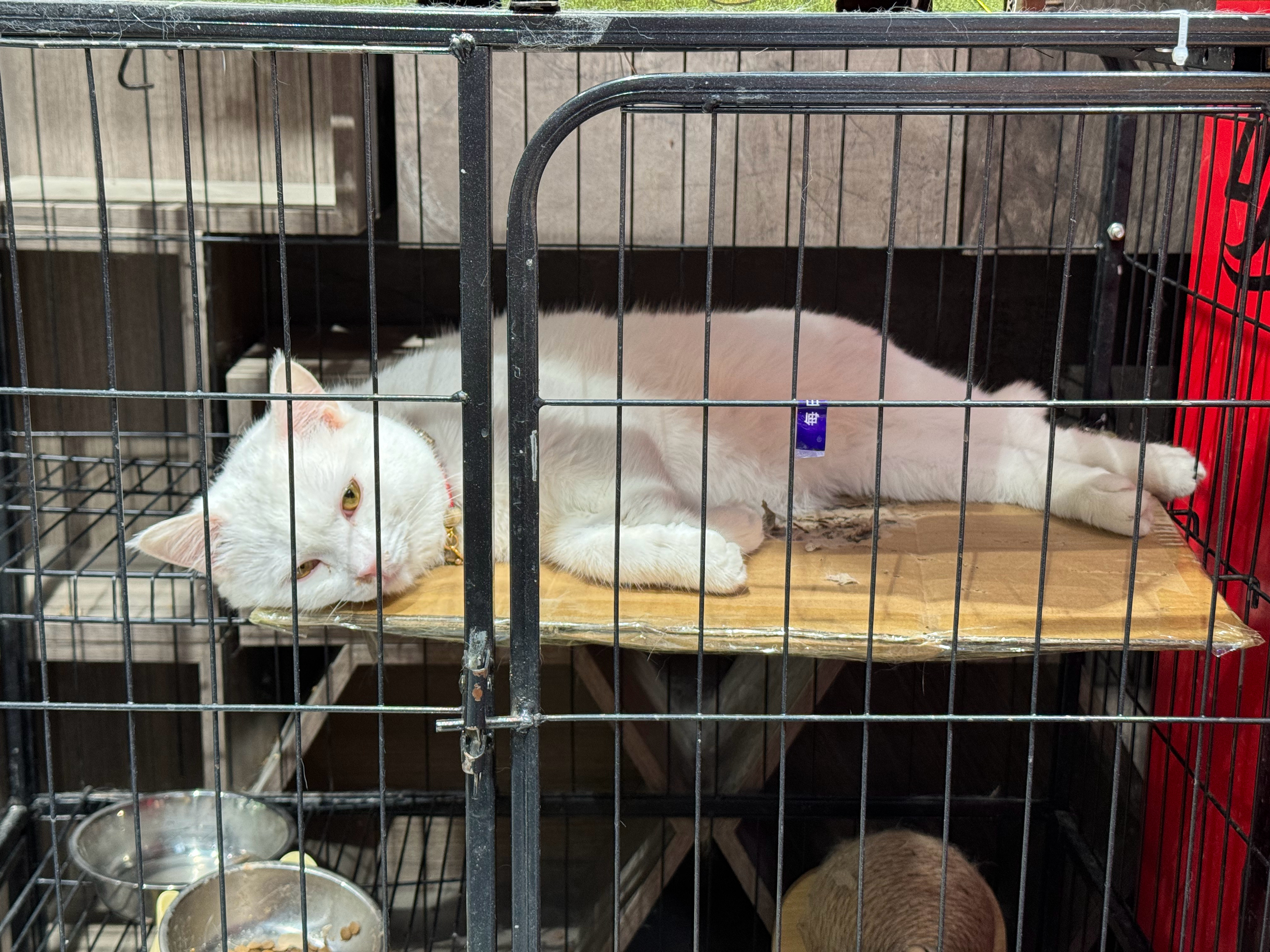 今天去超市，抬头看见一只美丽猫猫。它看到我拍它，竟然瞬间坐起来了哈哈哈。这个世界
