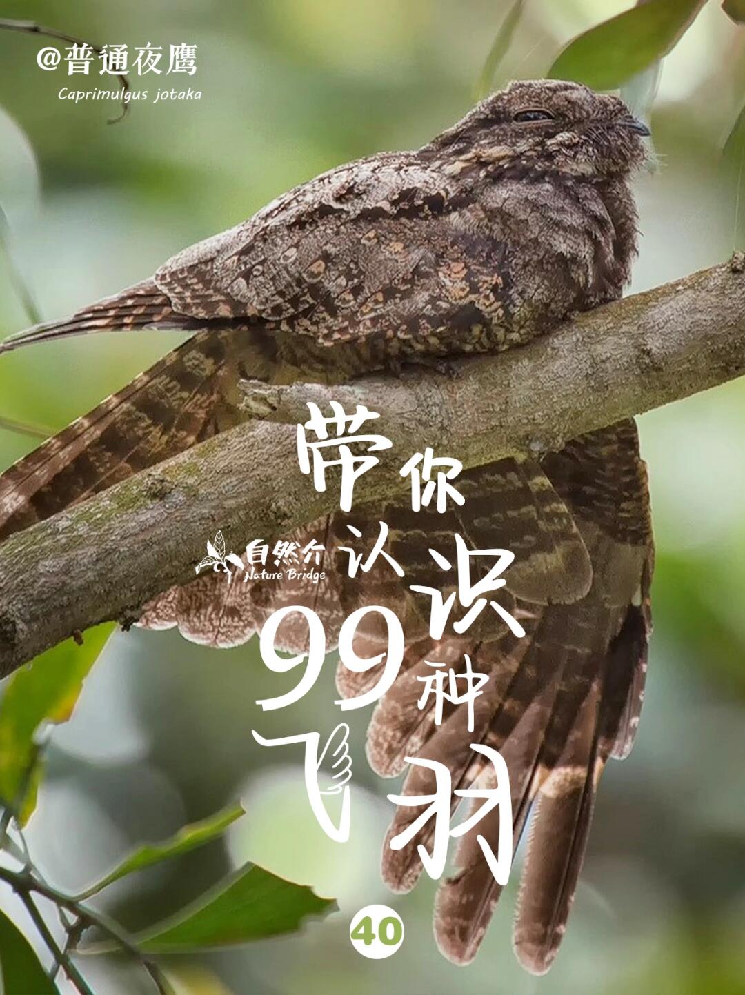 带你认识99种飞羽