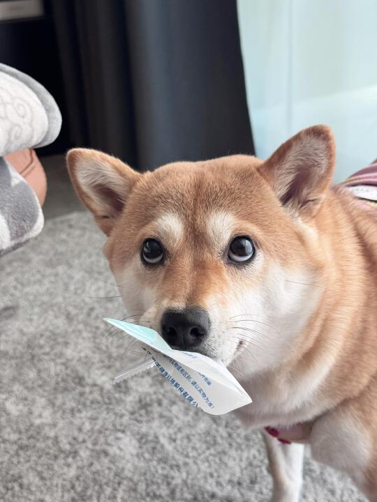 养柴人都被这个熊样迷住了不是吗？