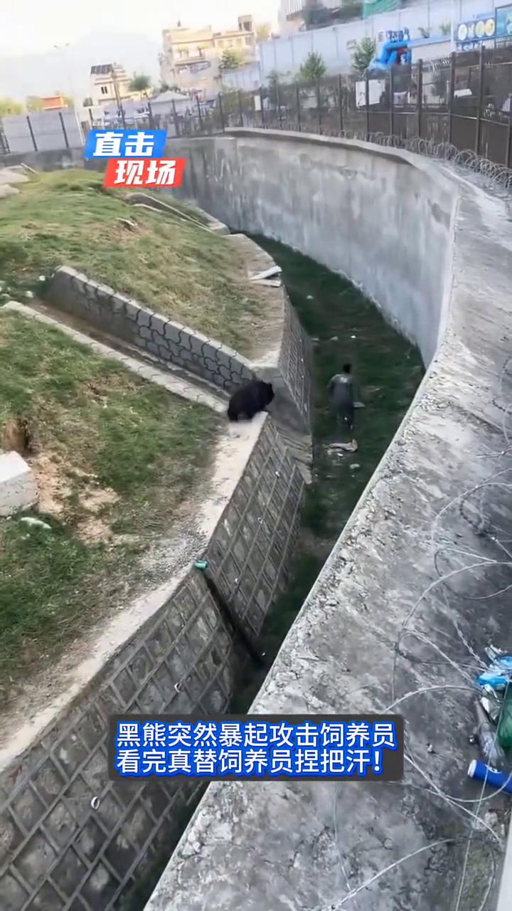 直击现场：黑熊突然发动攻击，员工疯狂走位死里逃生。
黑熊突然暴起攻击饲养员，看完