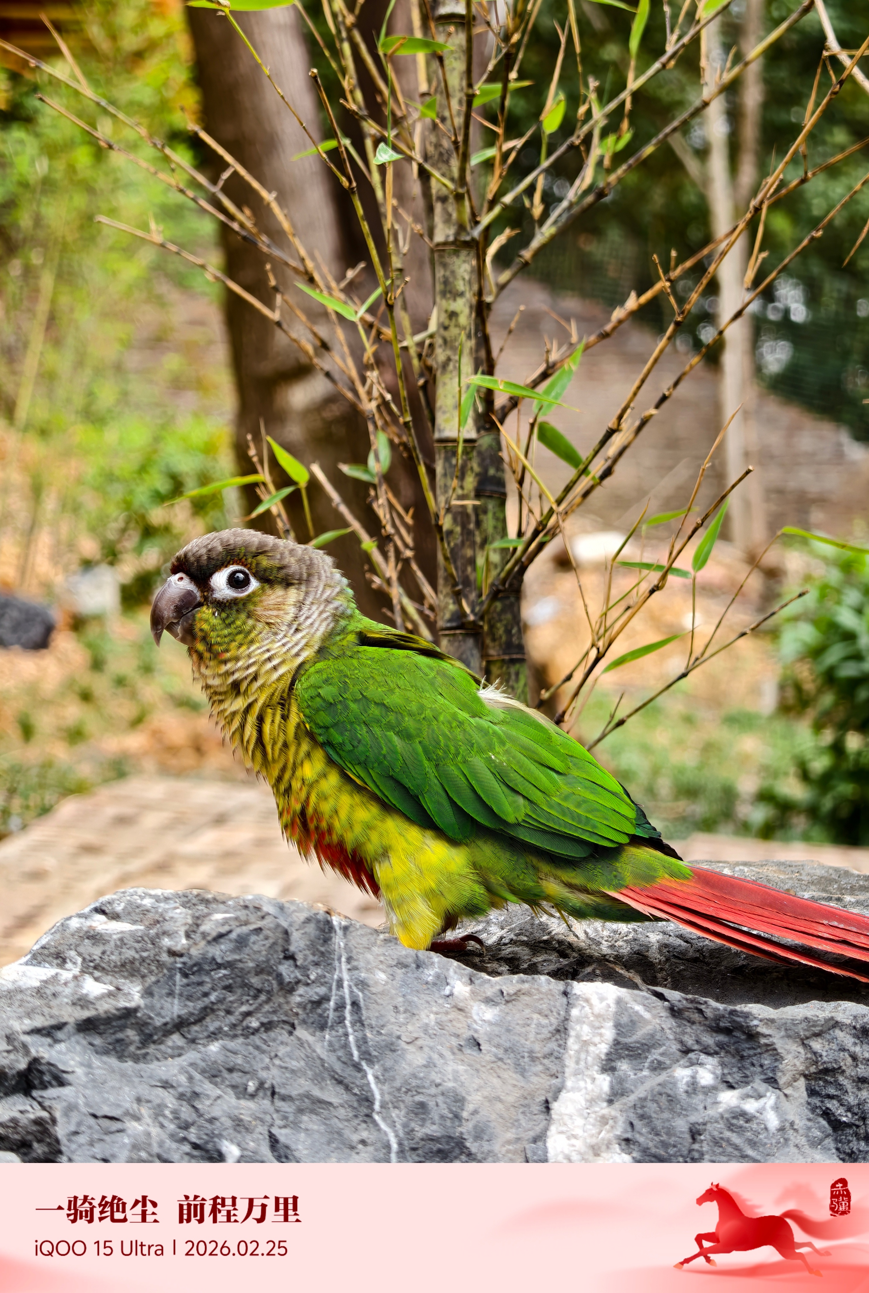 iQOO 15 Ultra除了游戏性能好，拍照也是一流