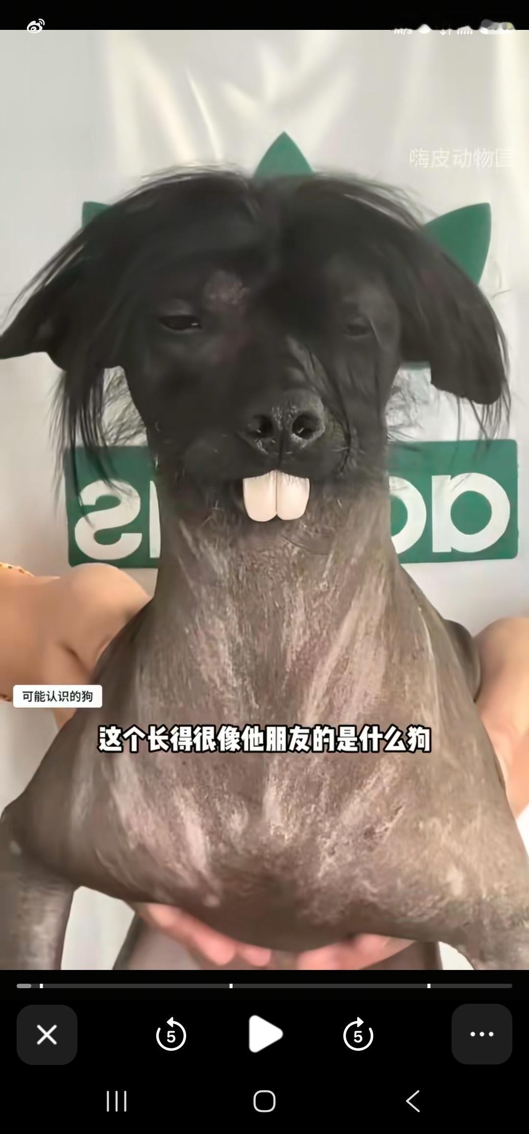 和钟意最适配的狗塑其实是“中国冠毛犬”啊