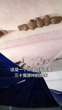 家里住了30窝燕子！一家人相伴共处25年
 湖南邵阳伍女士家上演有趣的人燕同住名