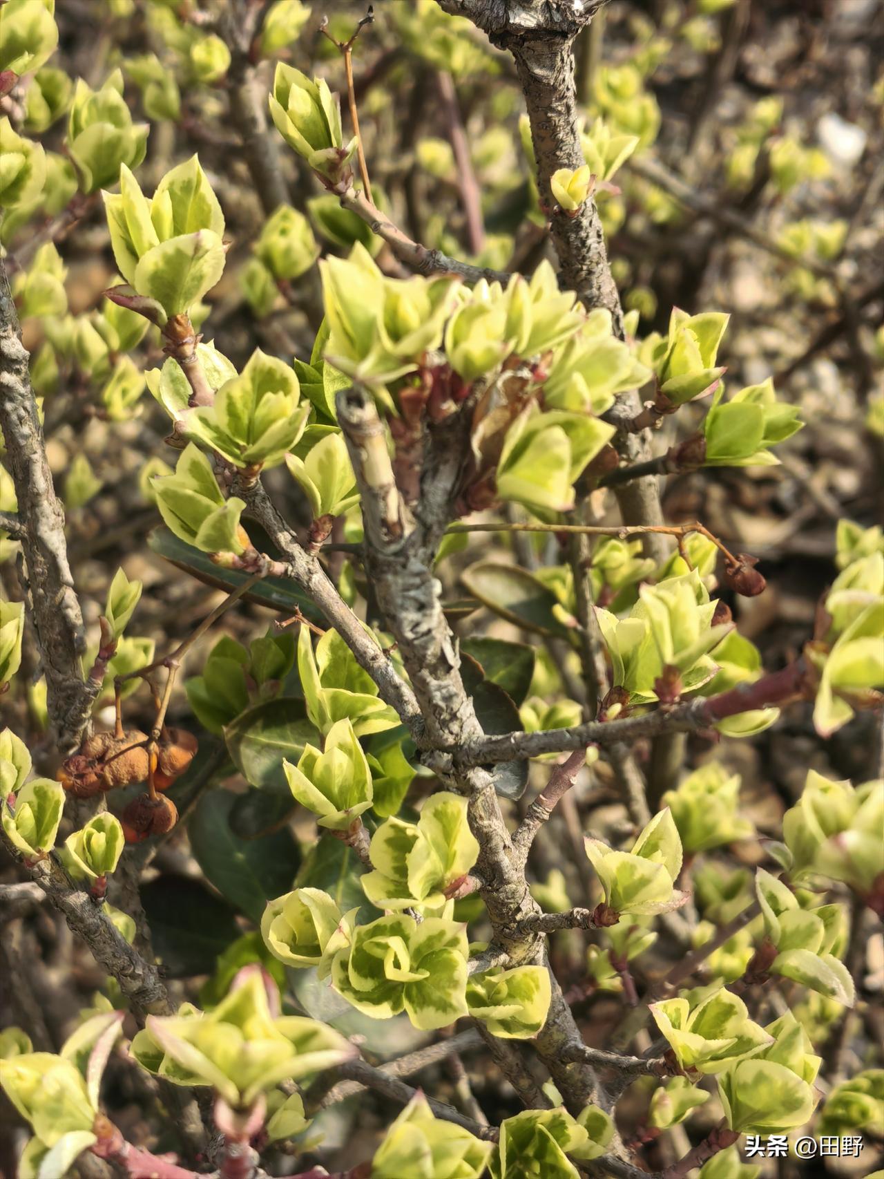 春日生活打卡季公园的春天，枝头刚萌芽，真正的春天就要来了，可要珍惜啊，享受阳光和