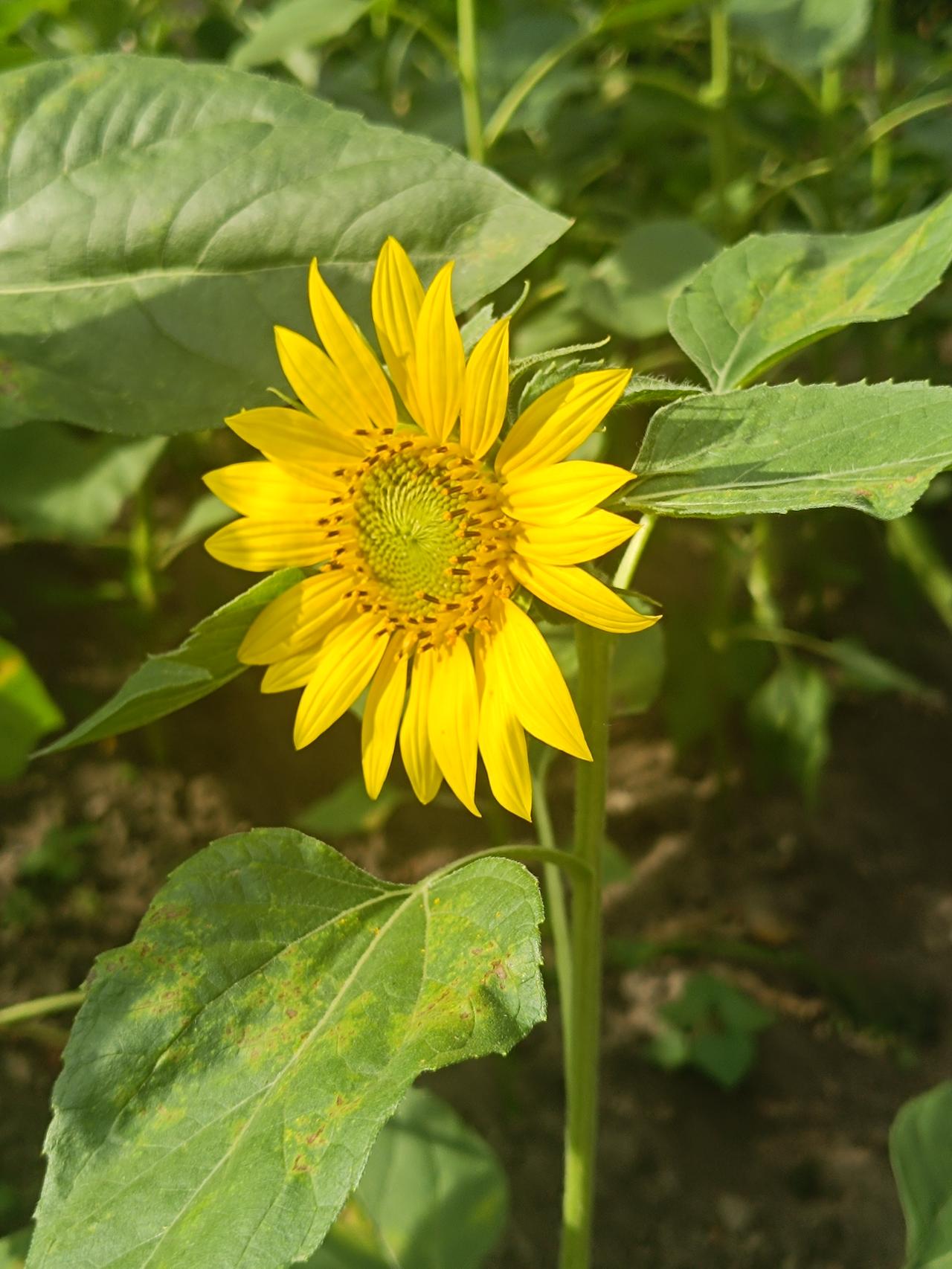 明艳金黄花瓣簇拥花盘，粗茎阔叶生机勃勃，这是菊科向日葵属植物。
💡科普
花盘具
