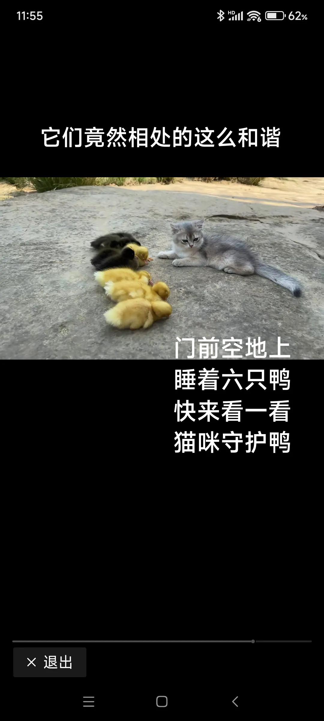 分享一个治愈的图片！鸭鸭宝宝，你们安心的睡吧，我会一直守护着你们！#猫咪怎么能可