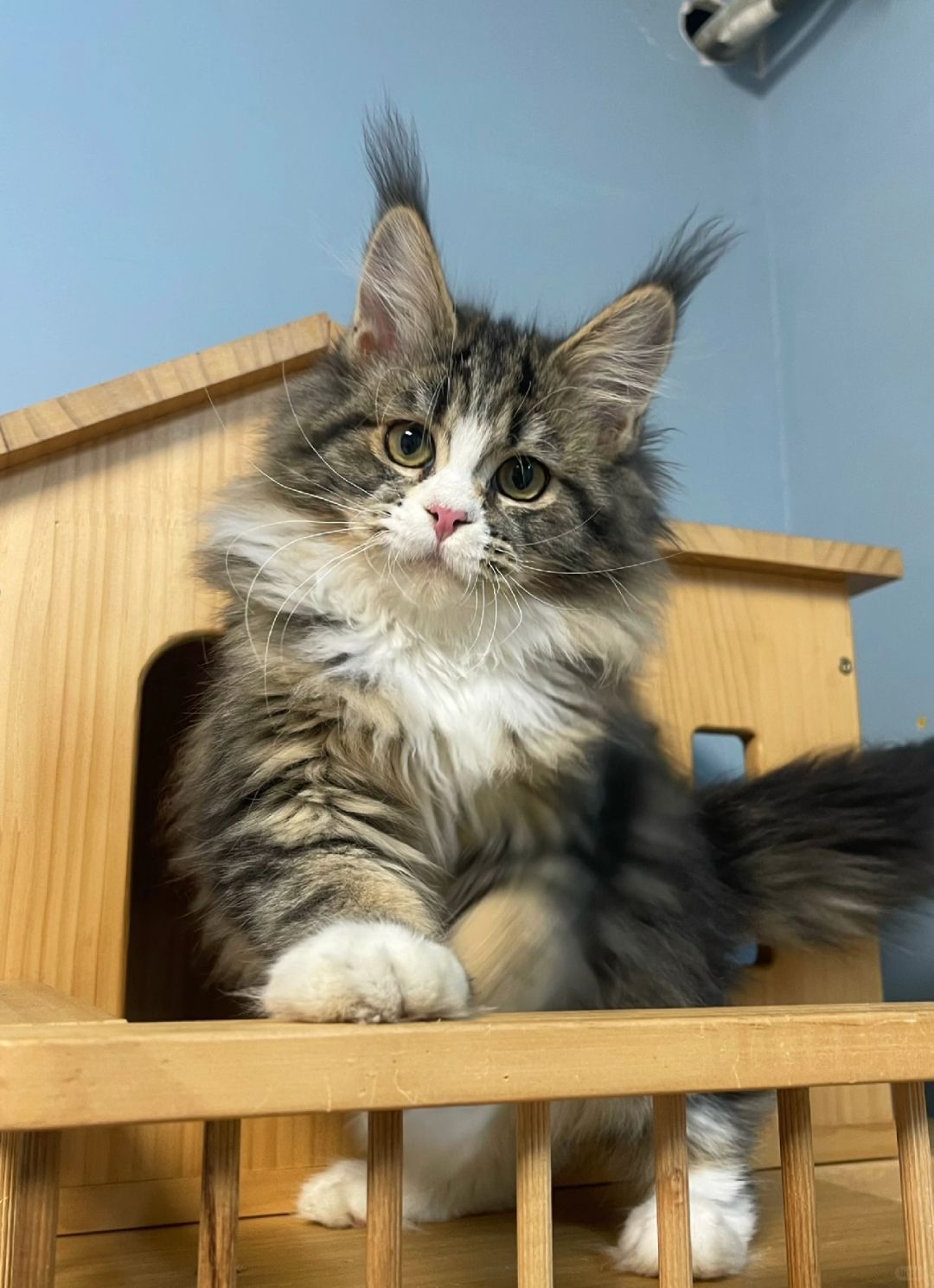 缅因｜甜美系的棕虎斑加白缅因妹妹