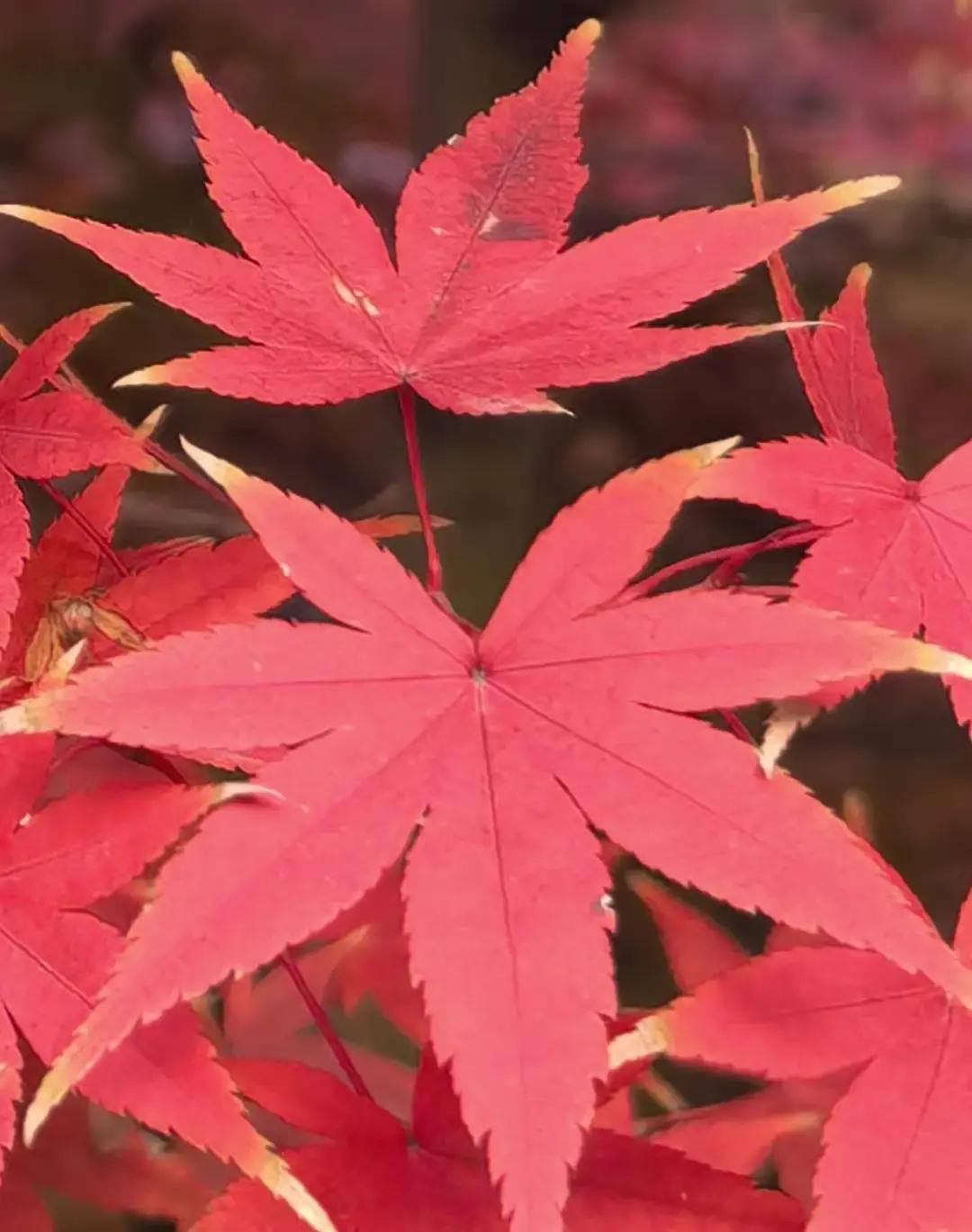 “朝看花开满树红，暮看花落树还空。若将花比人间事，花与人间事一同。——龙牙禅师”