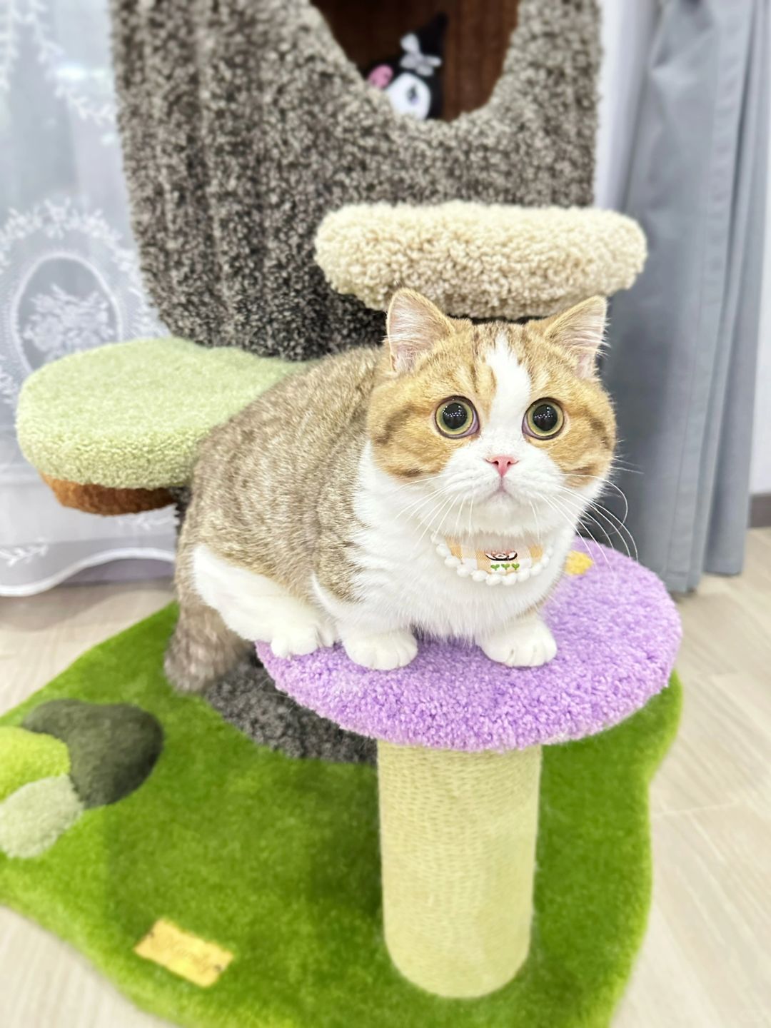 真的是虚胖你们信吗 金白矮脚猫