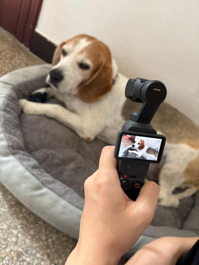 臭脸🐶 