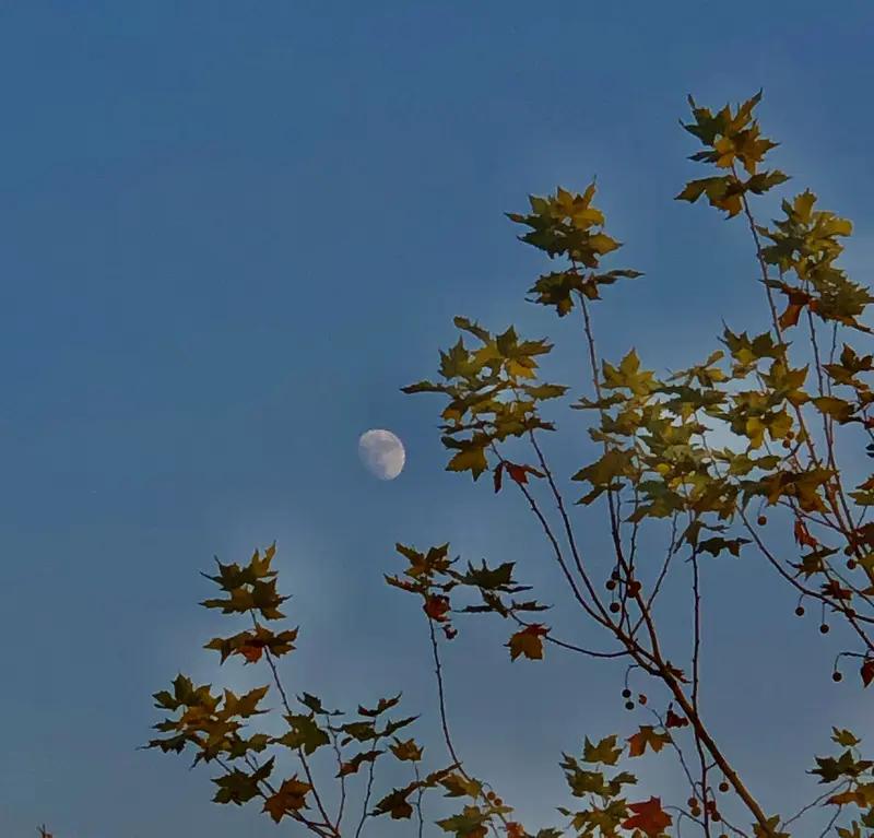 有些句子，一读就像被击中了心。冯骥才说“秋风起时，连思念都是干净的，像被水洗过的