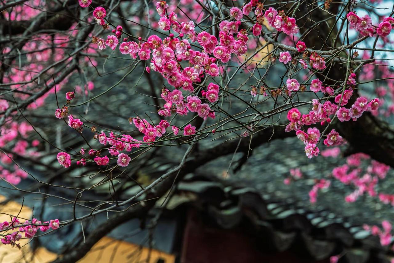 湖州铁佛寺梅花。湖州铁佛寺梅花古建筑与梅花 古建筑与花的碰撞 花与古建筑 梅花与