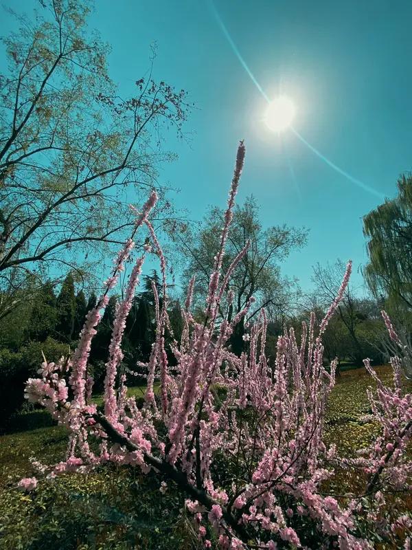 春日美景大赏