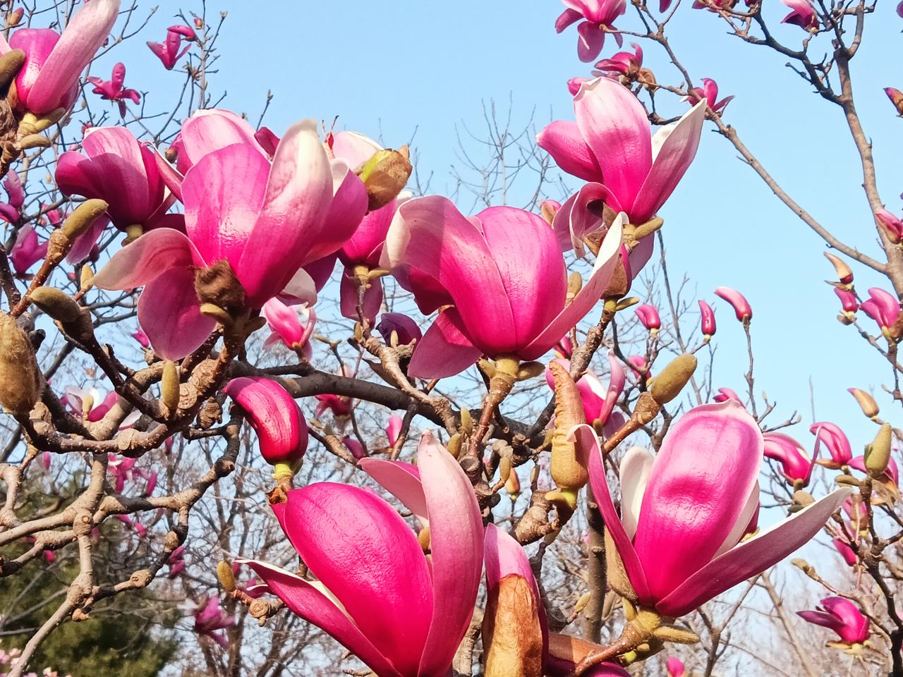 玉兰花
玉树繁花幽兰香，千杯不醉乐未央。
袅袅娜娜放光彩，豆蔻芳华妙吉祥！