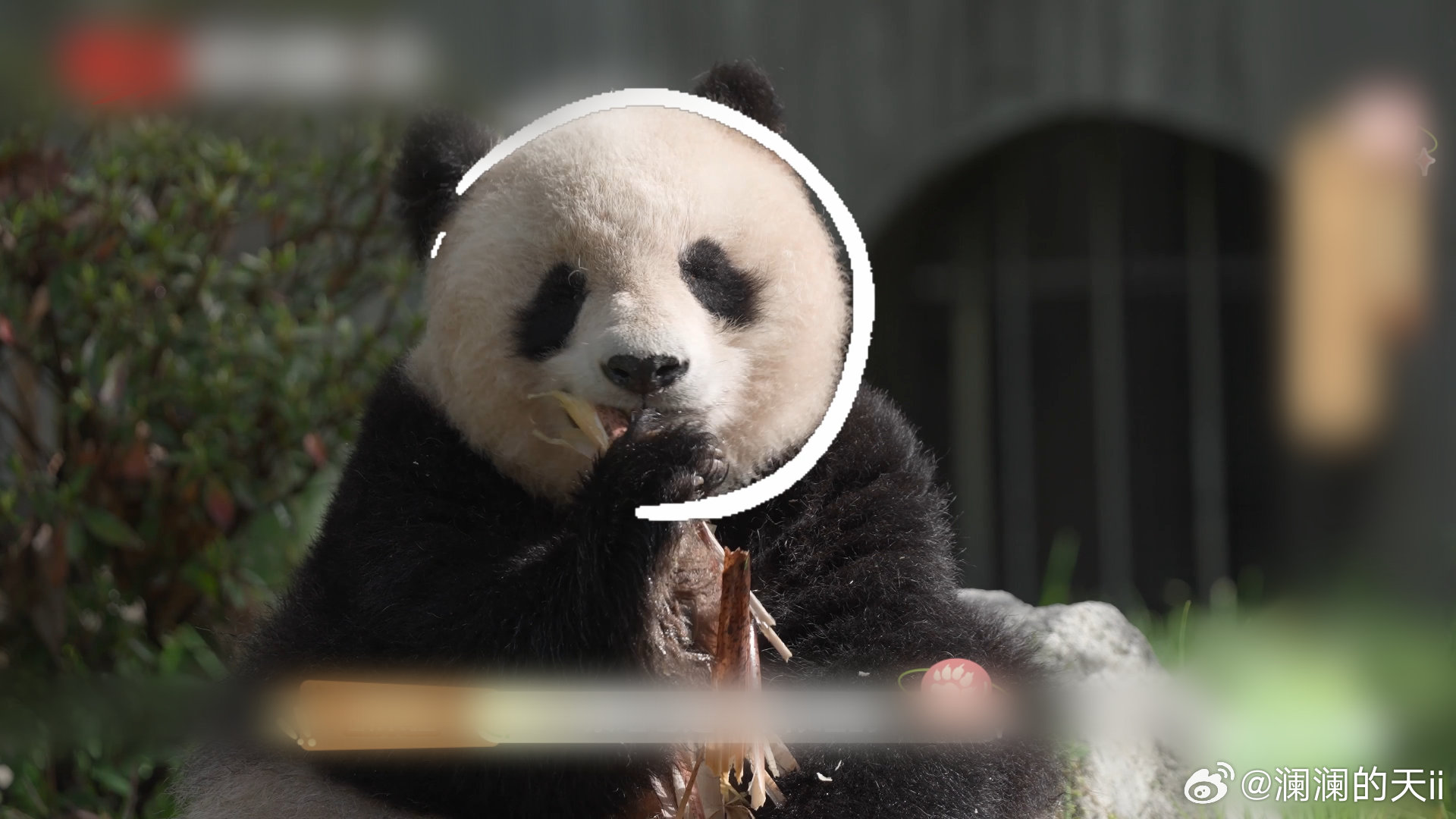 【在汶川天台山看熊猫野化毕业】今天的节目开始啦，一起来看看野外毕业熊猫，在转运途