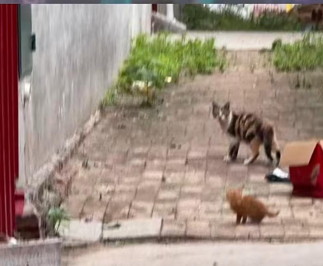 近日一则流浪猫妈妈托孤离世的视频戳中无数网友泪点，平凡的故事道尽深沉又隐忍的母爱