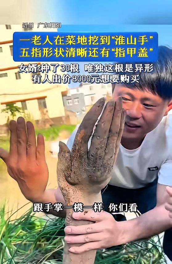 活久见！广东揭阳，一老人在自家菜地里挖淮山，不料，挖着挖着突然看见地里出现“一只