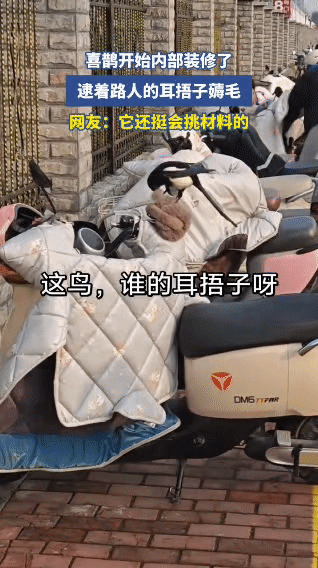 这喜鹊怕不是成精了！直接薅车主耳捂子筑巢！
 
咱就是说，现在的喜鹊都这么会搞装