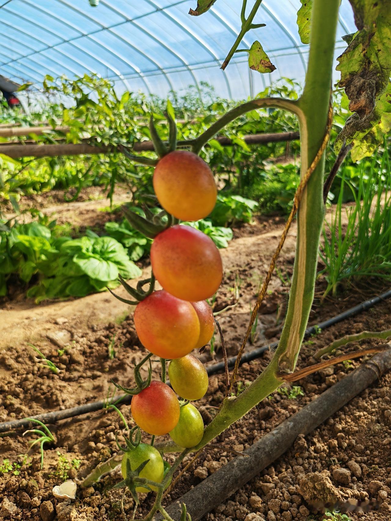 今天到蔬菜大棚基地去买点菜，确实很新鲜，它在中关村公园内，这个地方离我住的地方也