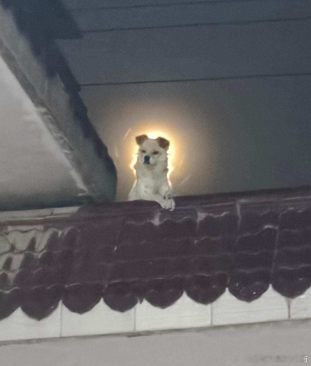 第一次感觉小狗身上有仙气[泪奔]校园热梗王 ​​​