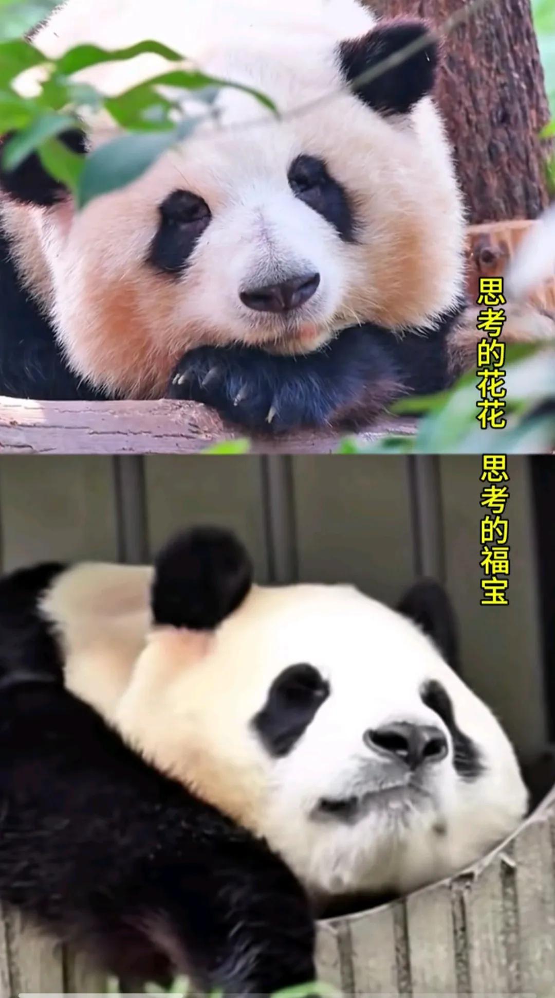哇，这也太好看了吧！
大熊猫花花给人的感觉，就是慢悠悠的性格，不争不抢，长得小巧