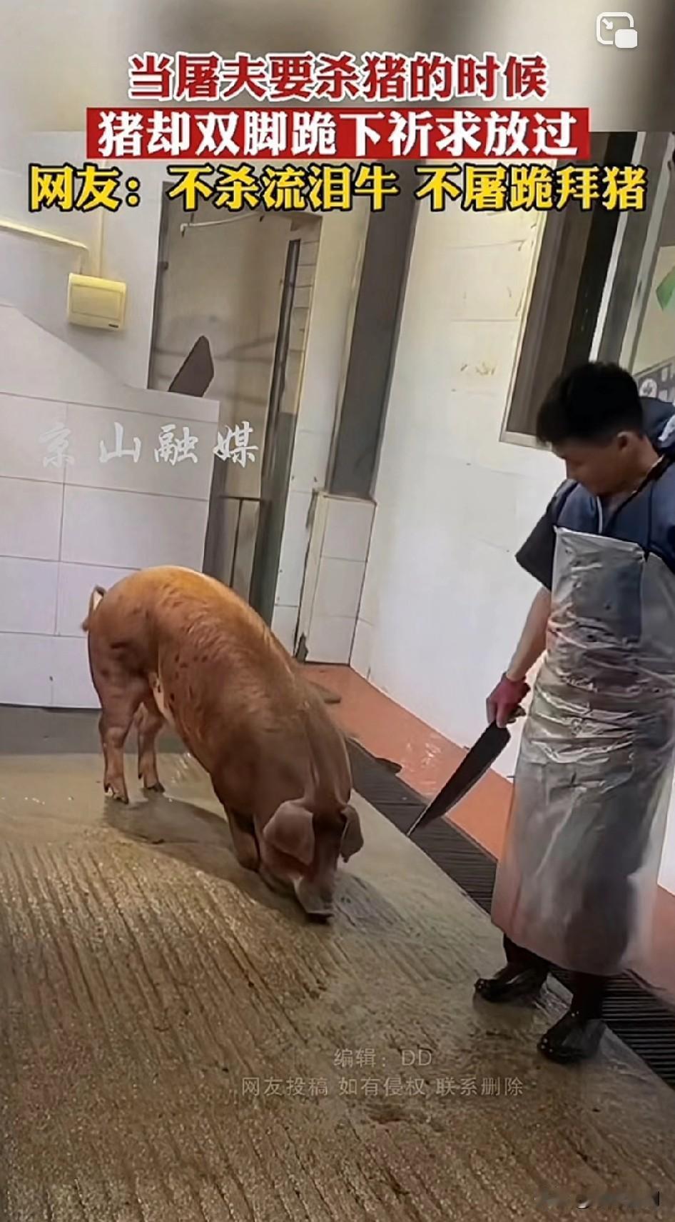 当屠夫准备杀猪时，猪竟双膝跪地，苦苦祈求放过！
倘若我是这个屠夫，说什么也不敢下