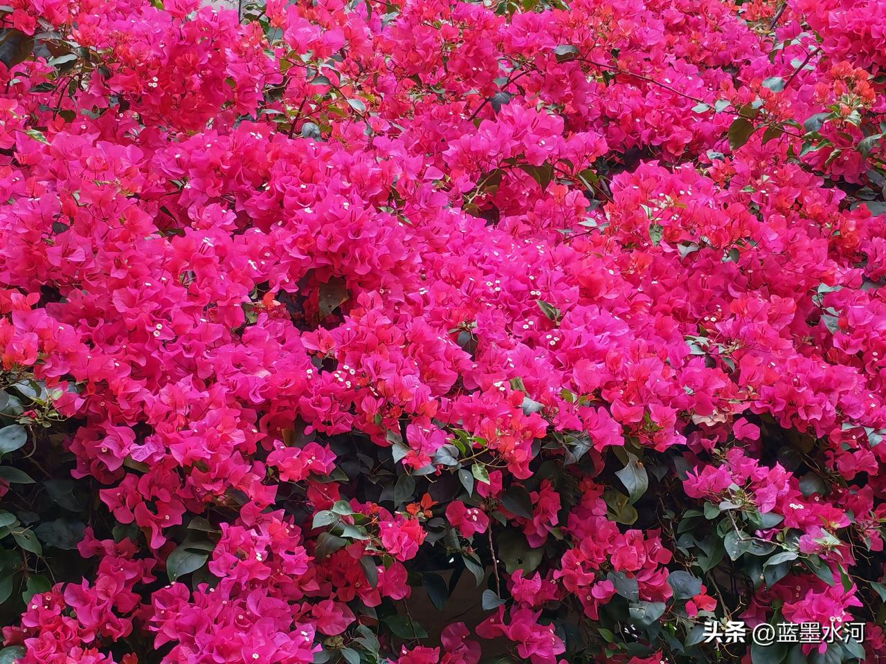 二乔玉兰花
二乔玉兰花是木兰科木兰属落叶乔木，为玉兰与紫玉兰的杂交品种，也是世界