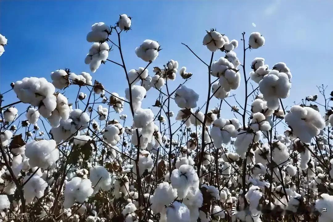 中国没有优衣库，难道不可以吗？
  优衣库创始人柳井正在此郑重表态：坚决不用新疆