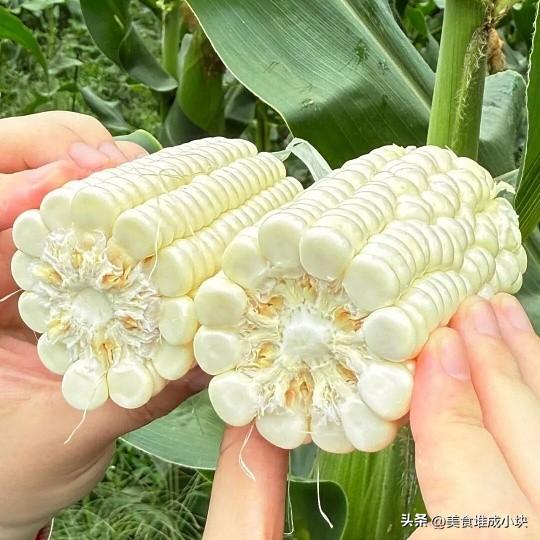 燕窝雪糯玉米：一根玉米撬动乡村振兴新路径

本报讯（记者 张建东） 2026年柏