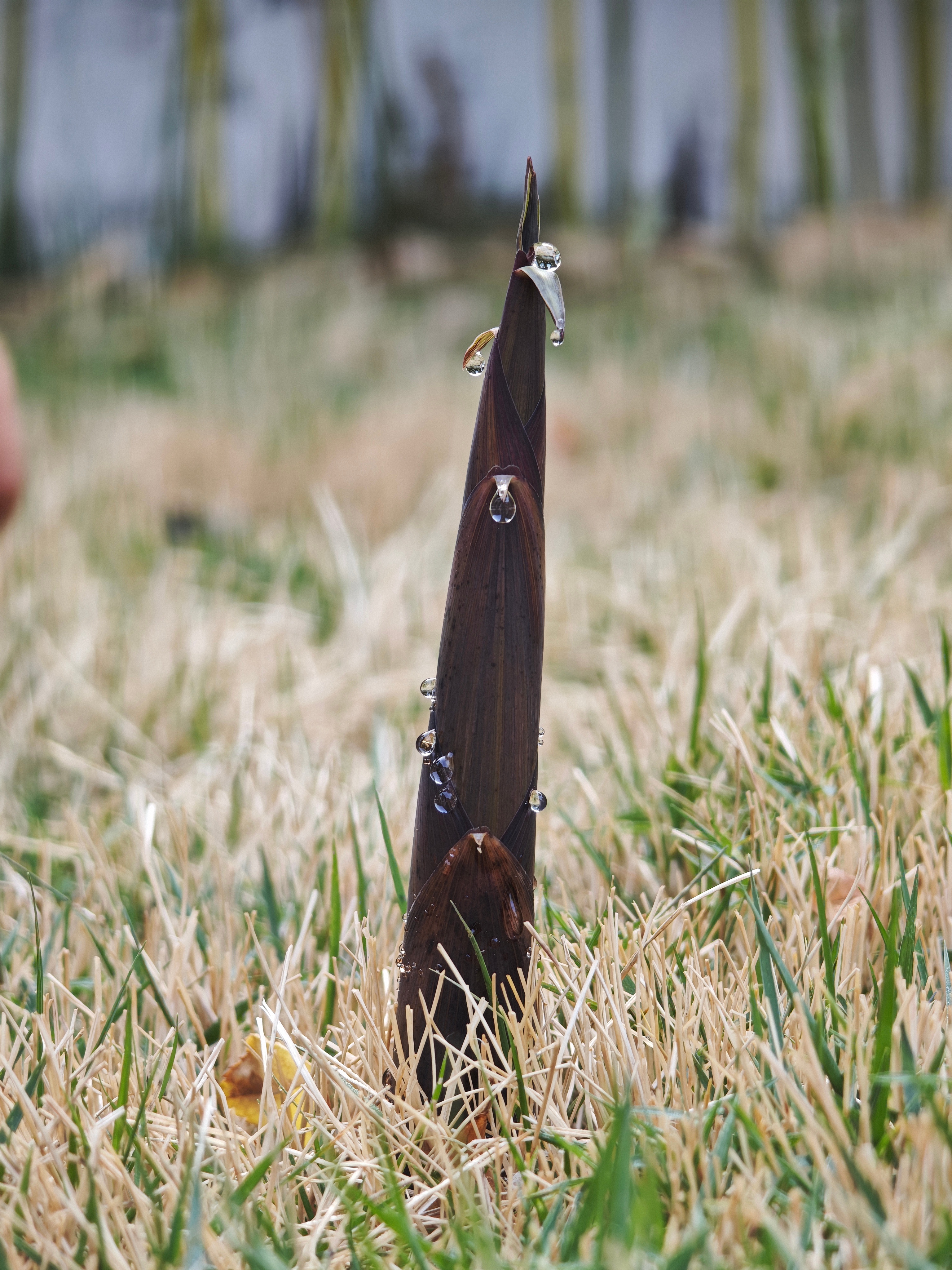 就看这楚楚动人的小模样，还真的不忍心拔掉~ 