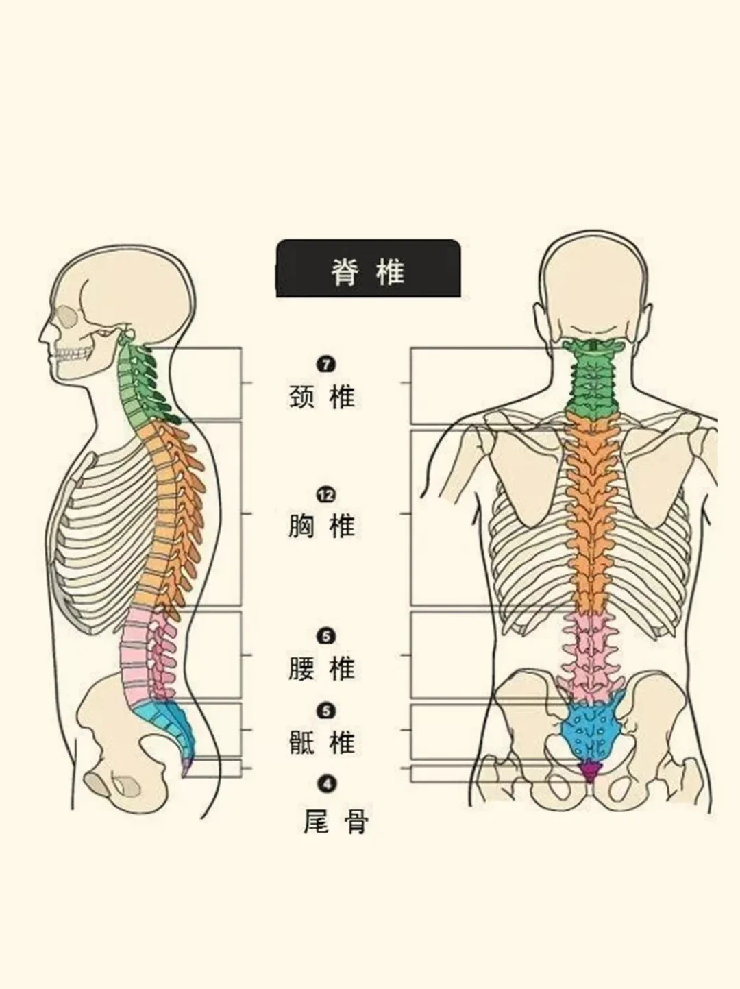 脊柱侧弯，督脉不通
