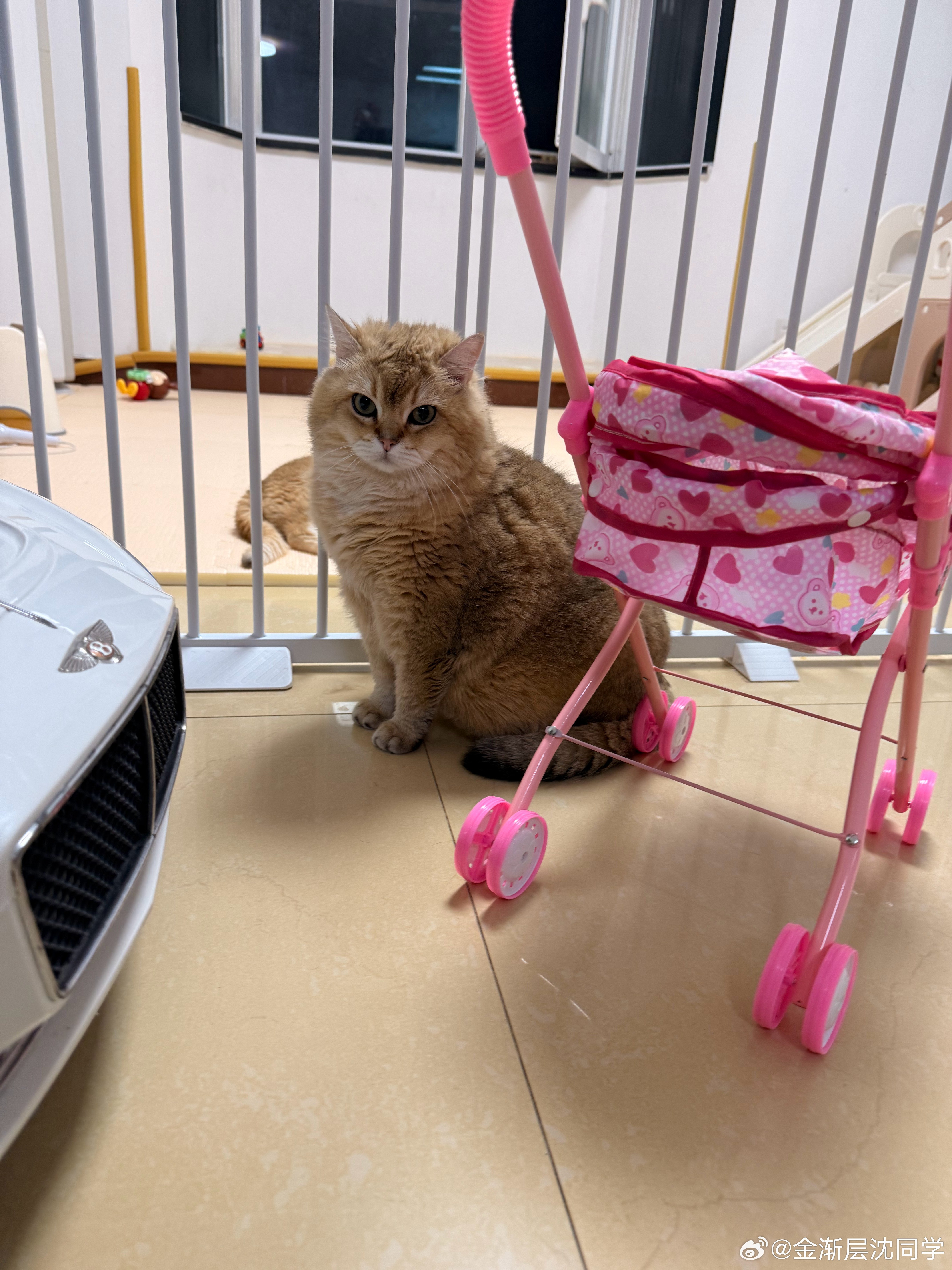 金克拉压迫感十足萌宠猫咪