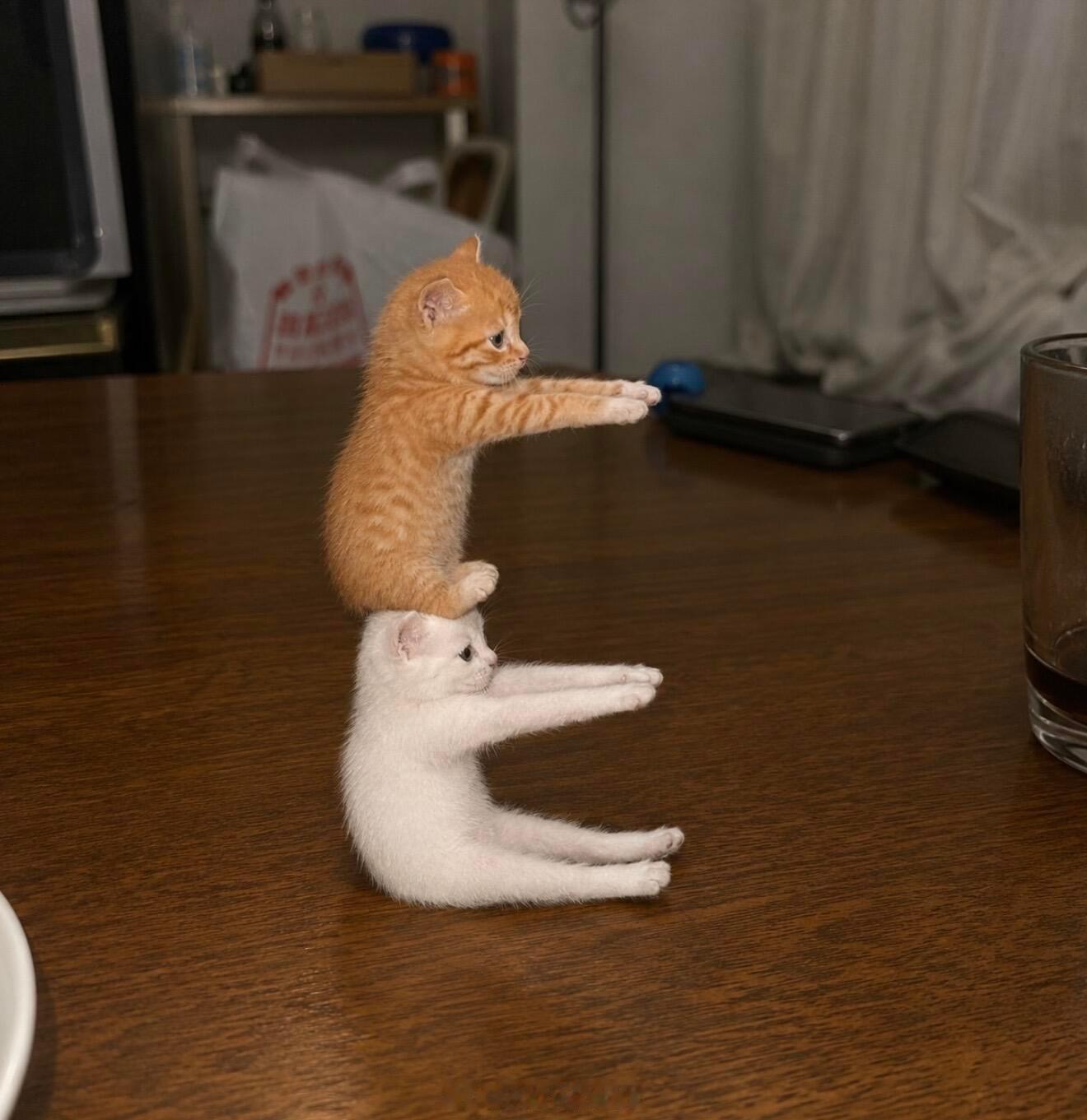 想和萧逸一起拍这个