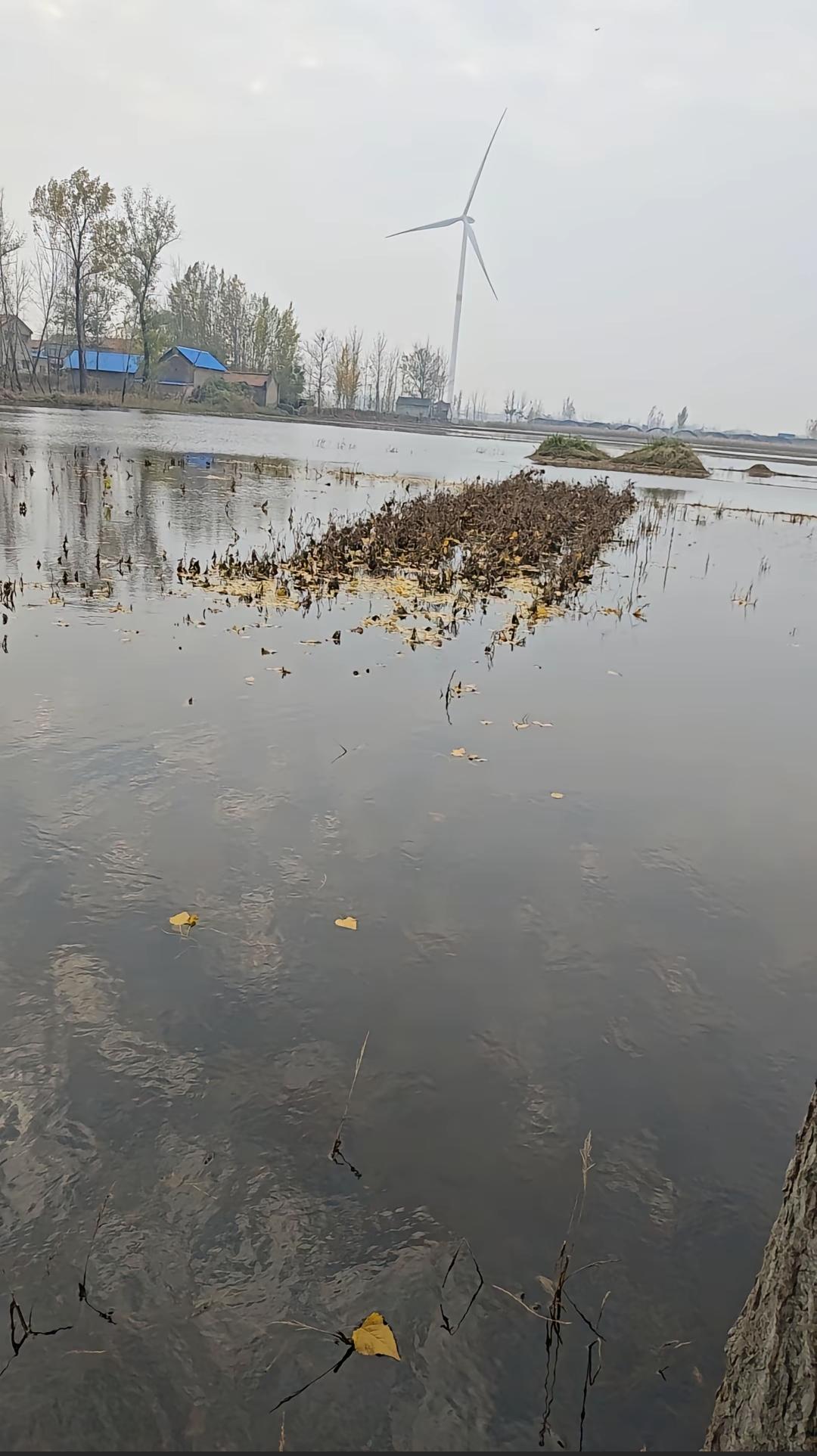 现状，雨季已过20天啦，地里还一米深的水[捂脸]