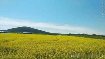 绿浪翻涌至天际，云朵低垂似触手可及——这就是呼伦贝尔的夏天！
漠河东哥旅游从业多