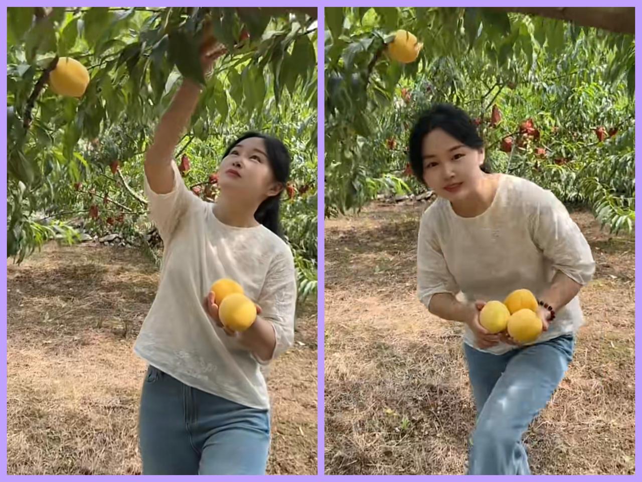 这种黄桃它不酸，
糖分远不及榴莲。
先摘几个你尝尝，
…………………………
请你