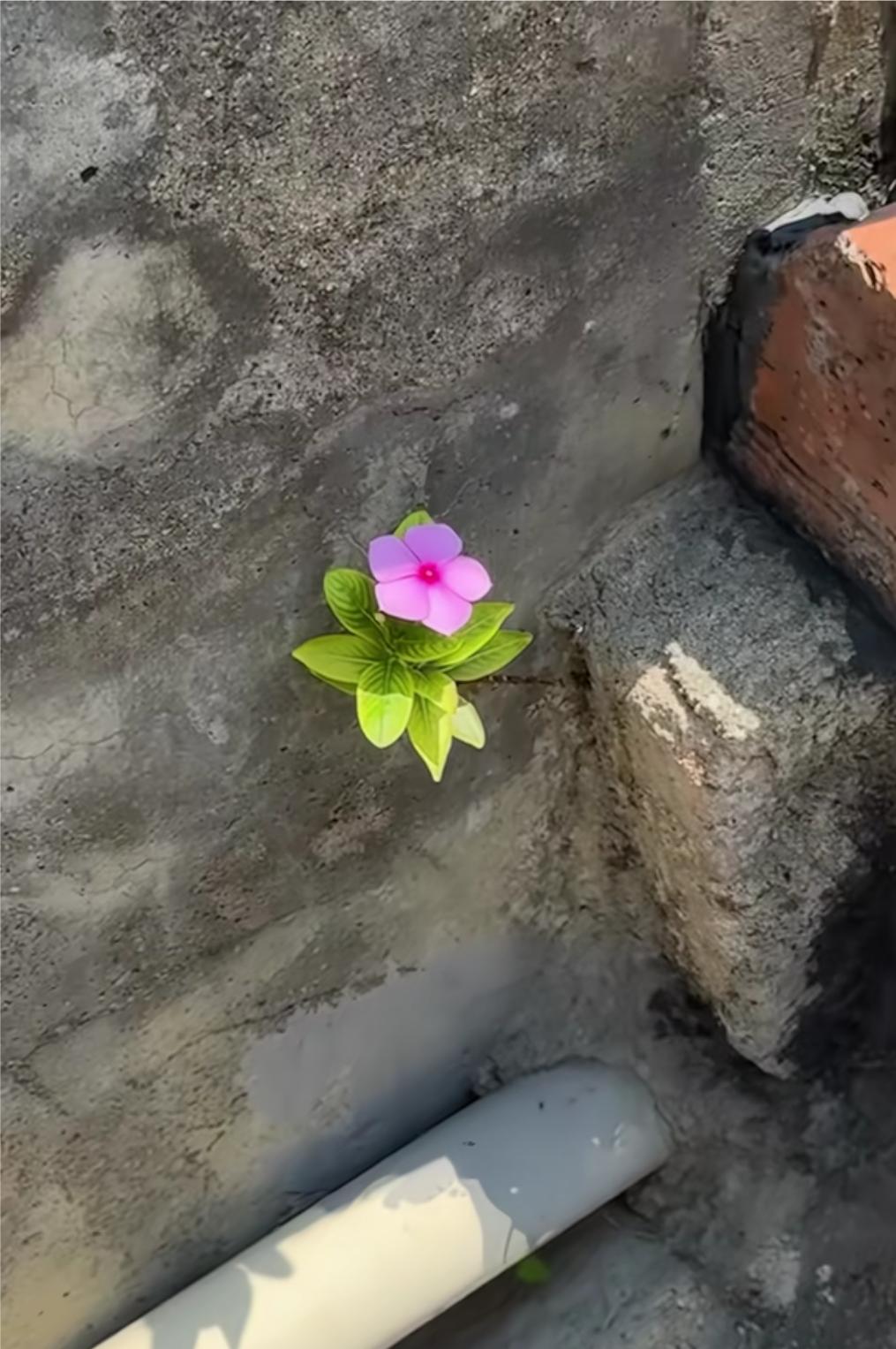 水泥缝中的一株小花，在四周没有绿荫，土壤环境下，顽强生长，而且还开出一朵娇艳花朵