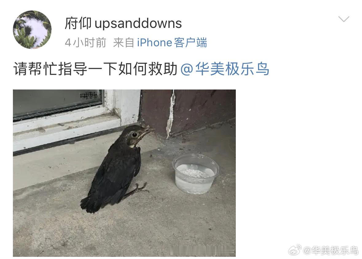#鸟粉投稿# 乌鸫的宝宝正在学飞，自己出现在地面上很正常，爹妈就在你头顶附近，放