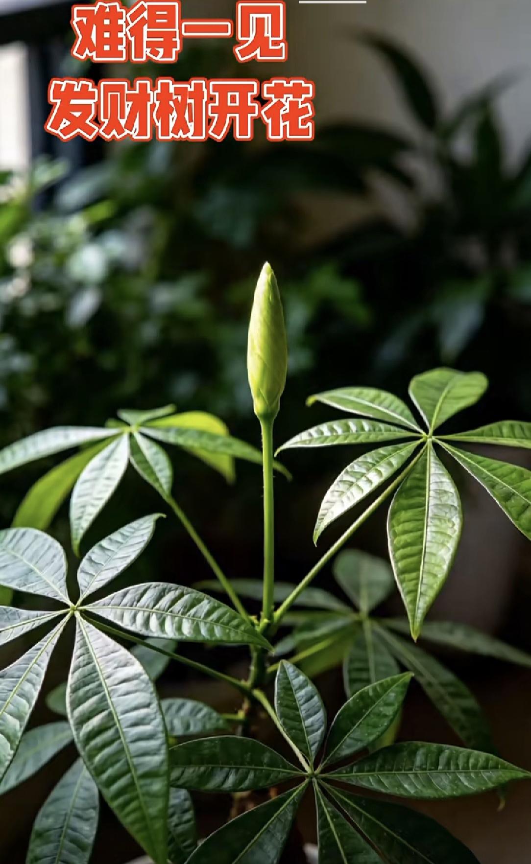 难得一见的发财树开花
真的非常难得！发财树通常需要养护很多年才可能开花，这是一个