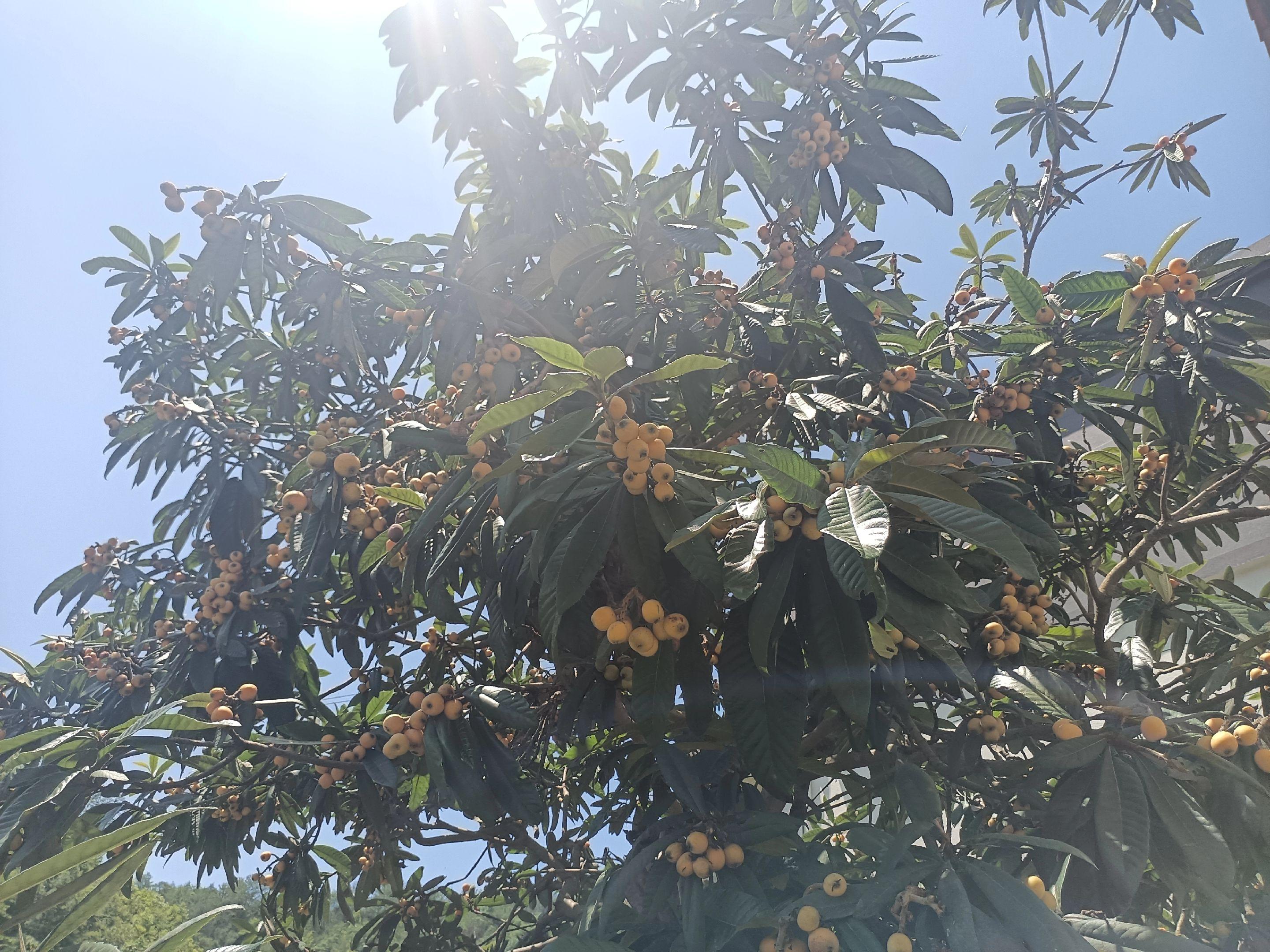 夏日炎炎 慢生活 ，好心情。