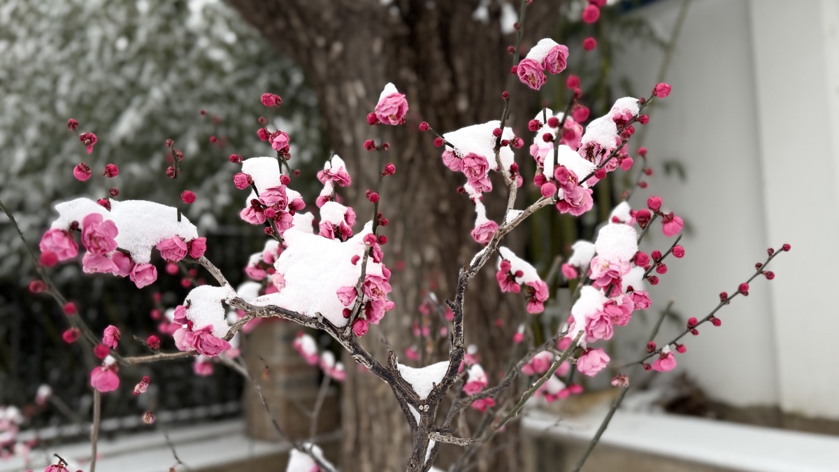 郑州市公园广场事务中心绿城广场2026年迎新春蜡梅梅花盆景展启幕！